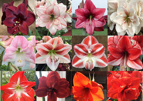 Mixed Amaryllis Bulbs Random Mix! Healthy Bulbs! 3-pack